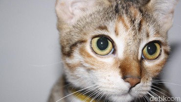 img-title Cara Menguburkan Kucing yang Benar dalam Islam Menurut Buya Yahya