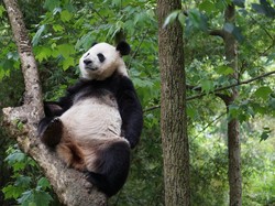 Tugas Perawat Giant Panda Tak Mudah, Harus Belajar ke China
