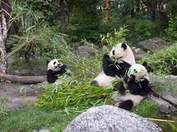 Perilaku Giant Panda yang Mirip Manusia, Apa Itu?