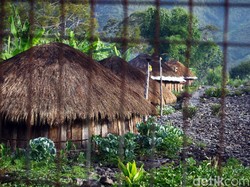 5 Kali Berturut Ekonomi Papua Minus, Ini Penyebabnya