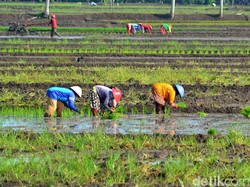 7 Strategi Kementan Hadapi Bahaya La Nina di Musim Tanam