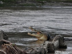Aksi Matt Wright dkk Selamatkan Buaya Berkalung Ban hingga Dini Hari