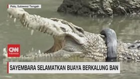 VIDEO: Sayembara Selamatkan Buaya Berkalung Ban