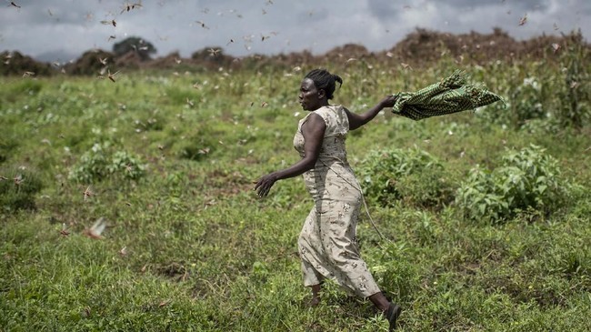 A farmer waves her shawl in the air to try to chase away swarms of desert locusts from her crops, in Katitika village, Kitui county, Kenya Friday, Jan. 24, 2020. Desert locusts have swarmed into Kenya by the hundreds of millions from Somalia and Ethiopia, countries that haven't seen such numbers in a quarter-century, destroying farmland and threatening an already vulnerable region. (AP Photo/Ben Curtis)