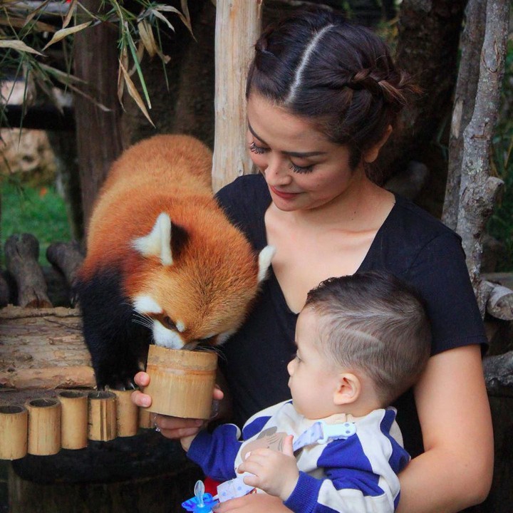 <p>Salah satunya, mengajak Abidzar ke Taman Safari. Ia terlihat santai saja ketika diajak sang ibu untuk memberi makan red panda atau panda merah. (Foto: Instagram @selvikitty)</p>