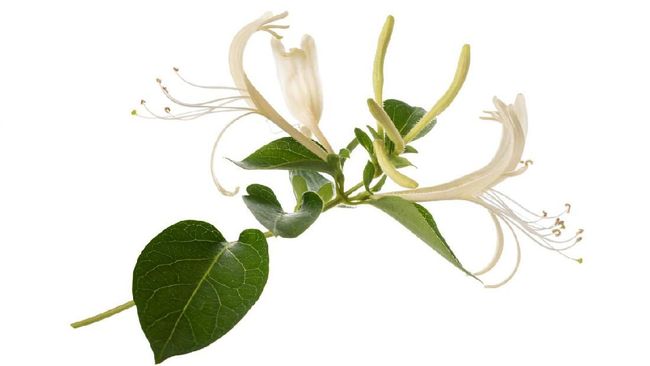 Perjuangan mencari obat untuk virus corona masih terus dilakukan. Namun ilmuwan China mengklaim bahwa virus corona ini bisa dilawan dengan obat herbal.