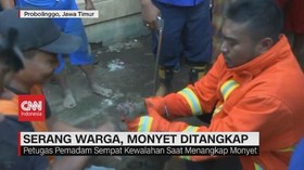 VIDEO: Serang Warga, Monyet Ditangkap Petugas Damkar