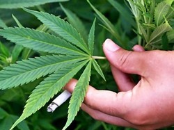 Ganja Jadi Komoditas Binaan Tanaman Obat, Ini Penjelasan Kementan