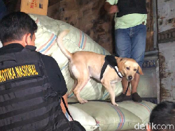 Boks 250 Kg Ganja di Pluit Ditaburi Kopi untuk Kelabui Anjing K9