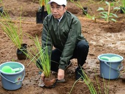 Tentang Vetiver Andalan Jokowi, Akar Wangi Cengkeram Bumi
