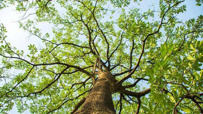 Fakta Pohon Pule Si Pengganti Mahoni Di Monas