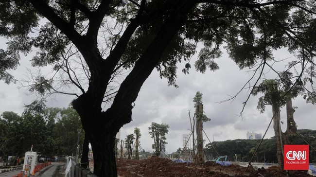 Pemprov DKI menyatakan pohon yang akan kembali ditanam di Monas beraneka ragam, salah satunya Pule, yang harganya Rp8,5 juta per pohon.