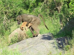 Duh, Babon Culik Bayi Singa di Afrika