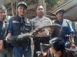 Nggak Jadi Dikubur, Lihat Lagi Rambut Gimbal Sukiyah yang Jadi Sarang Tikus