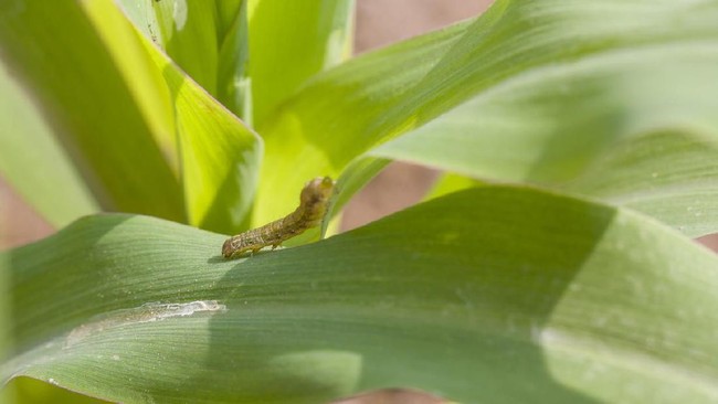 Peneliti mengungkapkan dampak parah kerusakan jagung dan tanaman lain yang sudah terserang hama ulat grayak di wilayah Nusa Tenggara Timur.