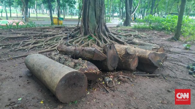 Sejumlah dinas di Pemprov DKI Jakarta saling lempar tanggung jawab soal keberadaan Pohon mahoni yang ditebang di dalam Monas hasil revitalisasi.