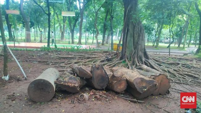 Pohon Mahoni menjadi pohon yang paling memiliki nilai ekonomis karena bisa bisa 'disulap' jadi furnitur dan ukiran kayu untuk hiasan rumah.