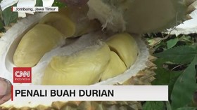 VIDEO: Bertaruh Nyawa Pemasang Tali Buah Durian