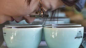 FOTO : Mengenal Geisha, Kopi Termahal di Dunia