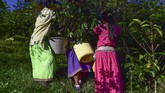 FOTO : Mengenal Geisha, Kopi Termahal di Dunia Kopi Geisha dari Panama dinobatkan menjadi kopi termahal di dunia karena cita rasa dan aromanya yang enak. Kopi ini dijual Rp14,4 juta per 450 gram.