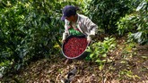 FOTO : Mengenal Geisha, Kopi Termahal di Dunia Kopi Geisha dari Panama dinobatkan menjadi kopi termahal di dunia karena cita rasa dan aromanya yang enak. Kopi ini dijual Rp14,4 juta per 450 gram.