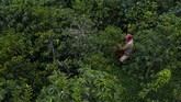 FOTO : Mengenal Geisha, Kopi Termahal di Dunia Kopi Geisha dari Panama dinobatkan menjadi kopi termahal di dunia karena cita rasa dan aromanya yang enak. Kopi ini dijual Rp14,4 juta per 450 gram.