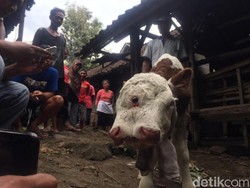 Anak Sapi Lahir Dua Mulut dan Empat Mata di Blitar Ditawar Rp 15 Juta