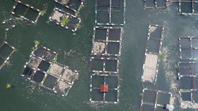 Kematian Massal Ikan di Danau Maninjau Buat Udara Sekitar Berbau