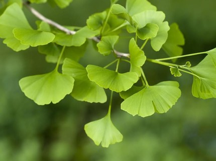Mengenal Ginkgo Biloba dan Manfaatnya, Tanaman untuk Mengatasi Pikun