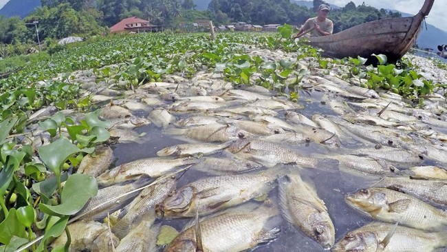 Foto udara kondisi ikan-ikan yang mati di keramba jaring apung (KJA), Linggai, Danau Maninjau, Kab.Agam, Sumatera Barat, Jumat (7/2/2020). Data Pemkab Agam, kematian massal ikan keramba sebanyak 63 ton tersebut terjadi akibat angin kencang melanda daerah itu selama tiga hari terakhir, sehingga oksigen berkurang di dasar perairan, dan petani ikan mengalami kerugian mencapai Rp1,64 miliar. ANTARA FOTO/Iggoy el Fitra/ama.