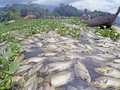 Laut Semakin Panas, 60 Persen Ikan Dunia Terancam Punah