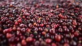 FOTO : Mengenal Geisha, Kopi Termahal di Dunia Kopi Geisha dari Panama dinobatkan menjadi kopi termahal di dunia karena cita rasa dan aromanya yang enak. Kopi ini dijual Rp14,4 juta per 450 gram.