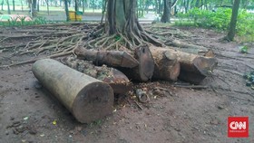 Pohon Tebangan Monas Raib, Dinas Taman DKI Tolak Ikut Campur