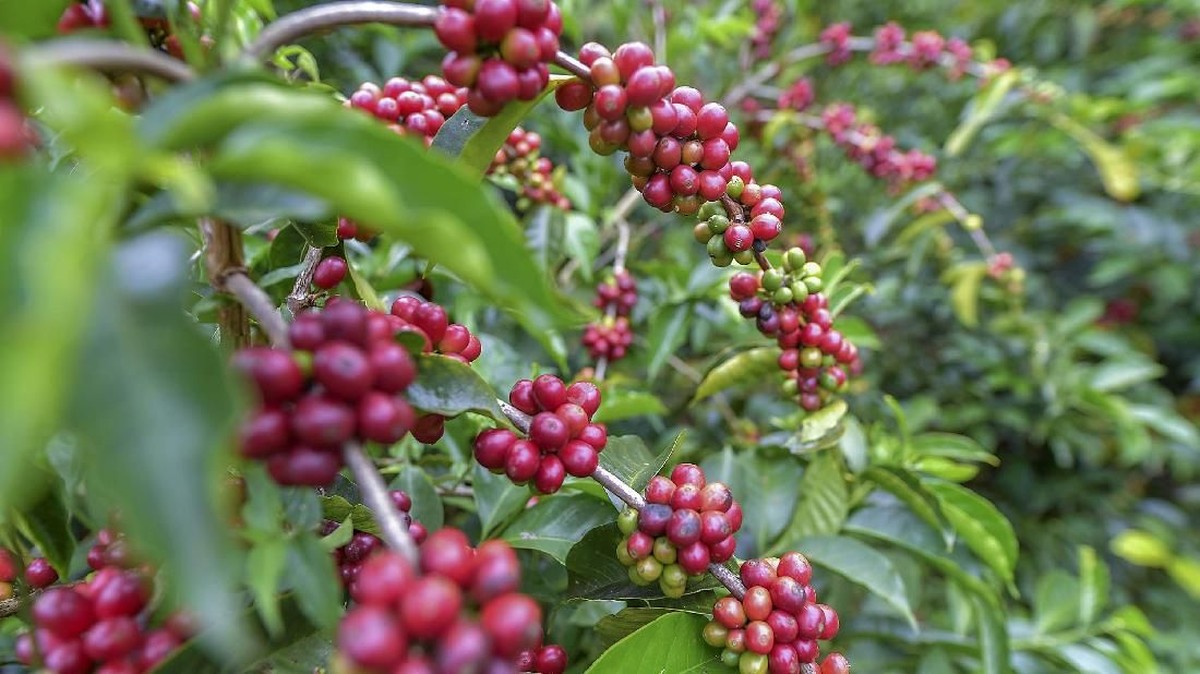 FOTO : Mengenal Geisha, Kopi Termahal di Dunia