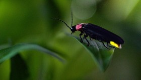 Kenapa Kunang-Kunang Mengeluarkan Cahaya dari Tubuhnya?