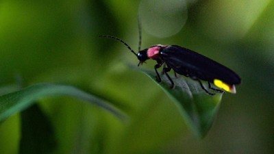 Habitat Hilang, Kunang-kunang di Ambang Kepunahan