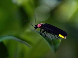Pakar IPB Ungkap Populasi Kunang-kunang Makin Langka, Apa Penyebabnya?