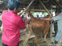 9 Ternak Sapi Mati Mendadak di Situbondo Positif Perut Kembung