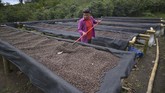 FOTO : Mengenal Geisha, Kopi Termahal di Dunia Kopi Geisha dari Panama dinobatkan menjadi kopi termahal di dunia karena cita rasa dan aromanya yang enak. Kopi ini dijual Rp14,4 juta per 450 gram.