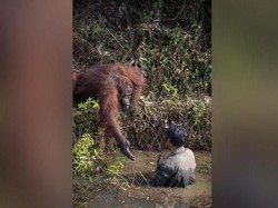 Meleleh Hati Ini, Orang Utan Kalimantan Ini Mau Selamatkan Orang