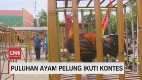 VIDEO: Puluhan Ayam Pelung Ikuti Kontes