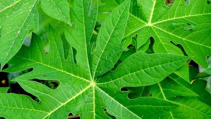 DIY: 5 Cara Menghilangkan Jerawat Dengan Masker Rumahan