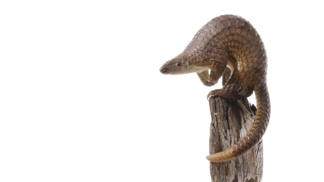 The Sunda pangolin (Manis javanica), also known as the Malayan or Javan pangolin, found in Southeast Asia.  Pangolin has large keratin scales covering its skin.