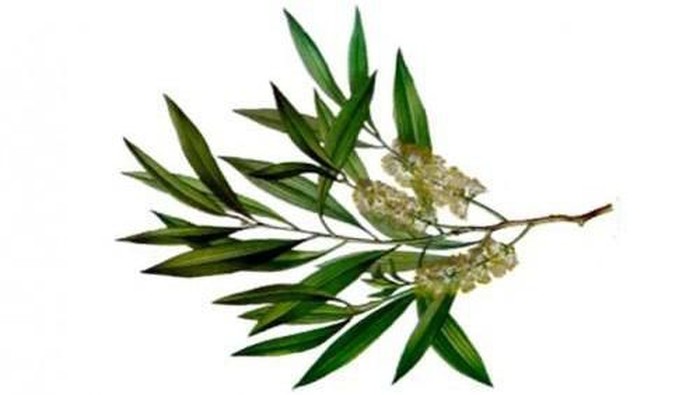 Cara Menghilangkan Komedo Dengan Tea Tree Oil