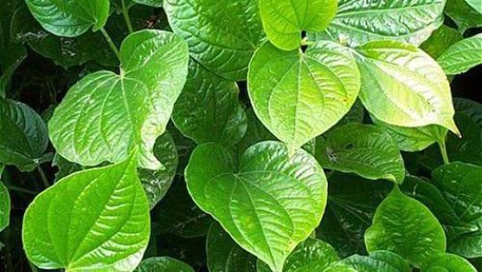 Bahan Herbal Efektif Mengatasi Bau Mulut