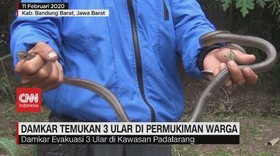 VIDEO: Damkar Temukan 3 Ular di Permukiman Warga