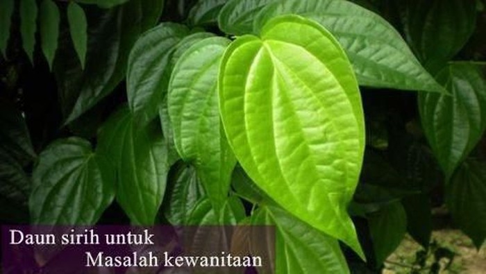 Miss V Tetap Bersih ketika Menstruasi dengan Pembalut Daun Sirih