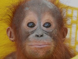 Gemas! Bayi Orangutan Pertama yang Diselamatkan di  2020
