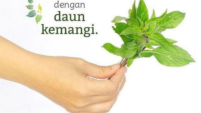 Keajaiban Mencegah Jerawat Khusus Kulit Sensitif Dengan Daun Kemangi