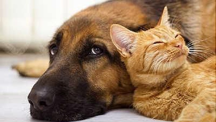 [FORUM] Kalian punya peliharaan gak girls?